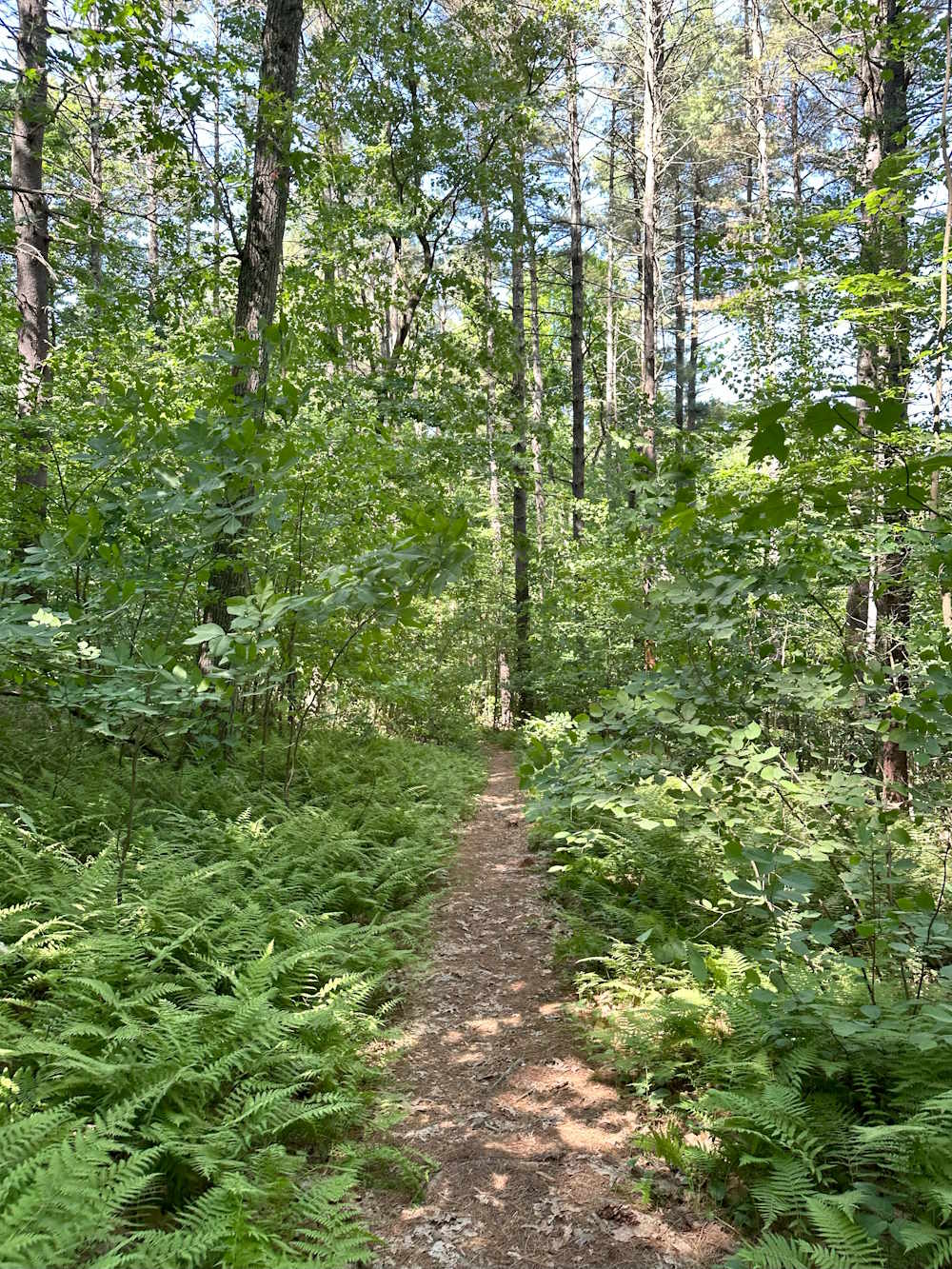 Blomfelt Trail