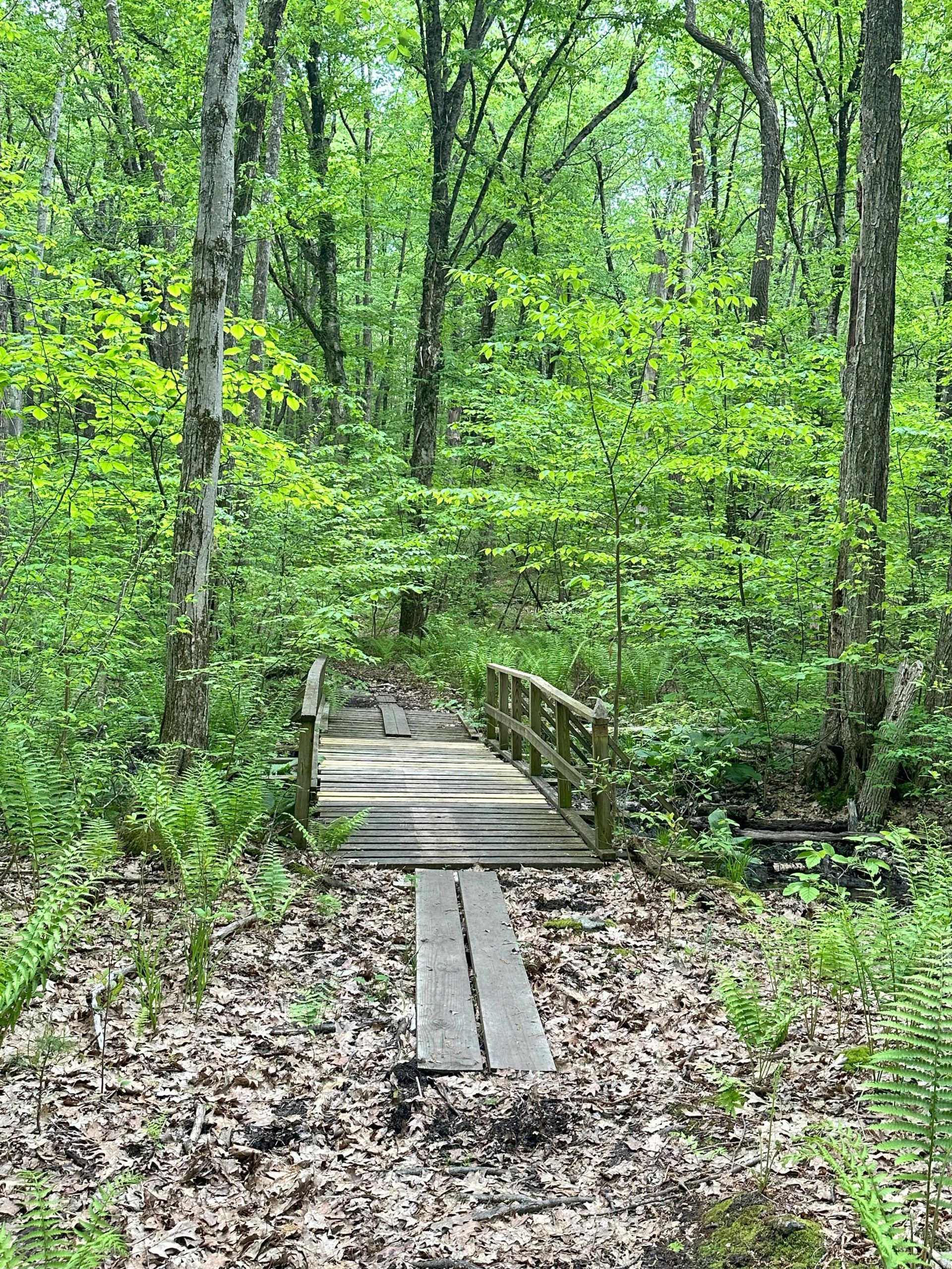 Dolan-Mason Trail