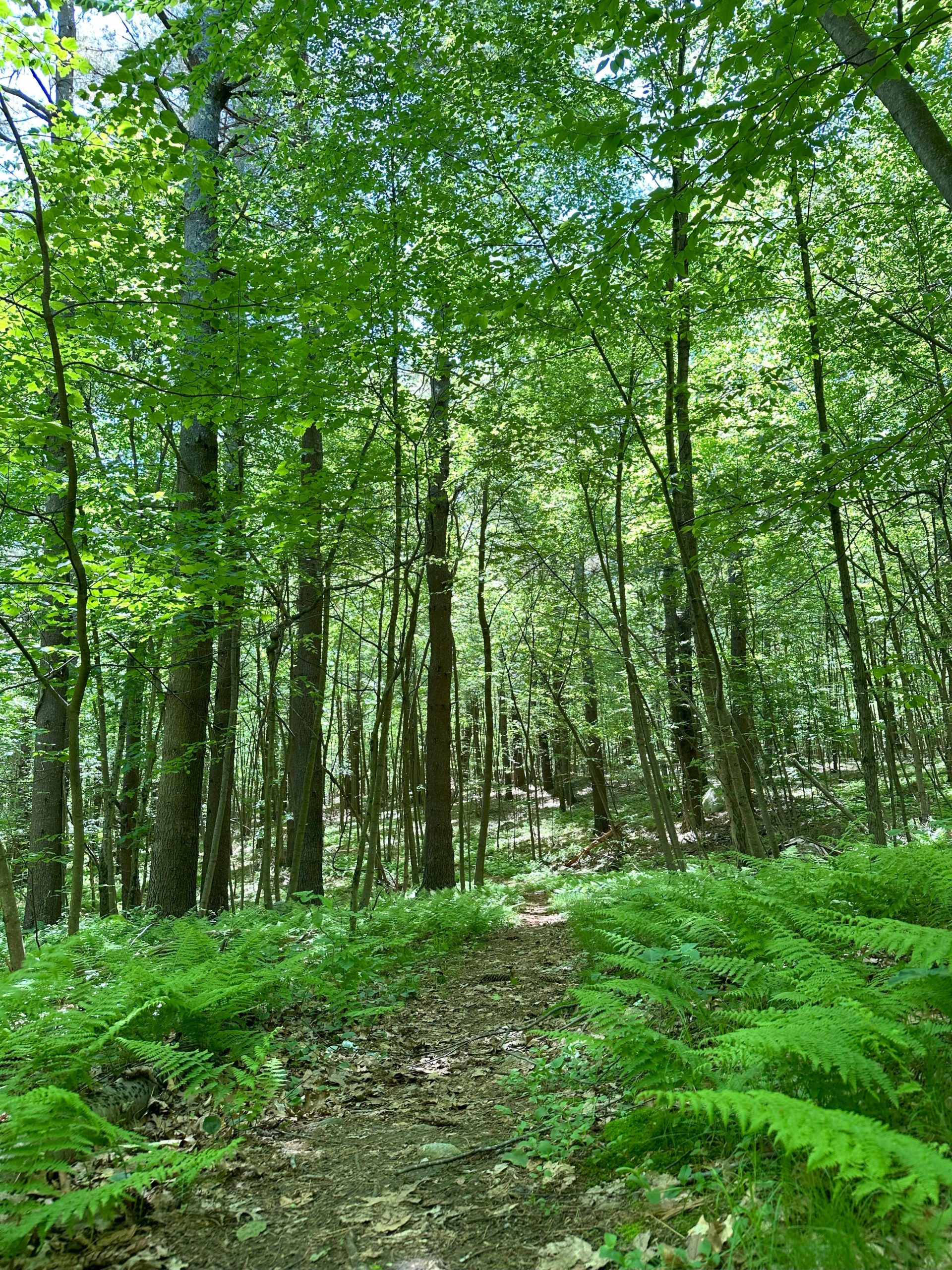 East Bare Hill Trail