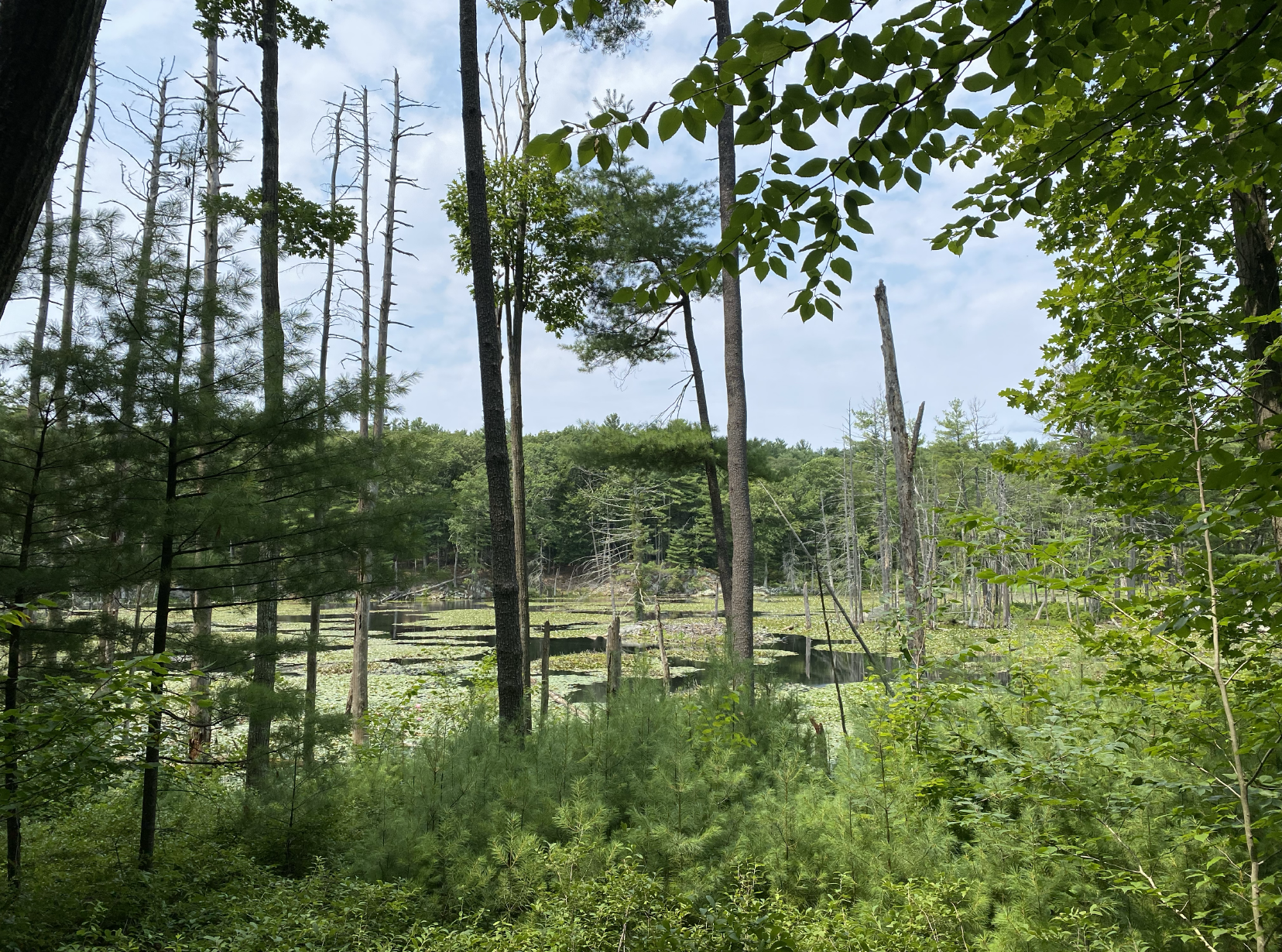 Horse Meadows Knoll.2