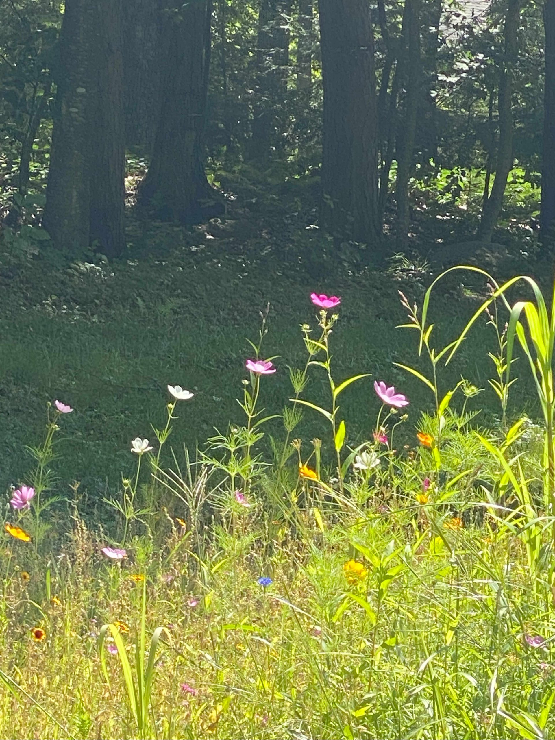 May Trail